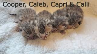 Meet Our New Bengal Kitten Litter  Adorable Overload [upl. by Nosreme]