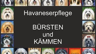 Havaneser  Pflege  Kämmen und Bürsten [upl. by Ariday]