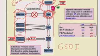 Other Sugars in Glycolysis [upl. by Burrow]