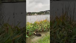 长沙李自健美术馆池塘黑天鹅￼ Black swans in pond of Changsha Li Zijian Art Gallery shorts [upl. by Htessil]