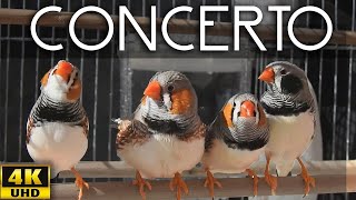 Zebra Finch  Four Great Composers 🌞 Sun Concert Singing [upl. by Ymma]