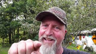 Hornet nest removal most effective way to kill bald face hornets [upl. by Asor]