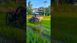 தாய்லாந்து 🇹🇭 shorts farming shortstamil [upl. by Suellen946]