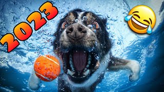 🤣 los Mejores Videos de Animales Graciosos del 2023 😹🐶 Videos de Perros y Gatos Chistosos NUEVOS [upl. by Uht170]