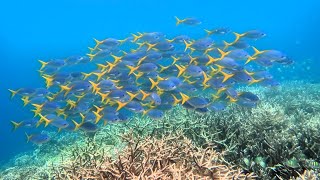 🤿Snorkeling Raja Ampat🤿 Fam Islands Barracuda Reef Indonesia June 2024 [upl. by Junina]