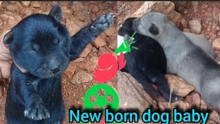 New born dog baby cute reaction video🎉🎊🥰🥰 [upl. by Tirrell637]