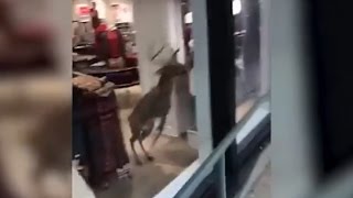 Stuck Deer Jumps Through Storefront Window RAW VIDEO [upl. by Celestyn840]