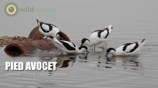 Avocet Pied  Recurvirostra avosetta  nestingterritorial behaviour [upl. by Andri]