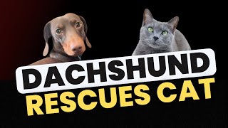 Dachshund rescues cat [upl. by Ahsemal734]