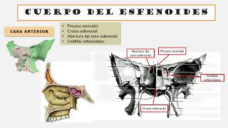 HUESO ESFENOIDES [upl. by Huntlee]