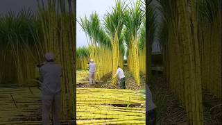 Sugarcane నీ ఎలా పండిస్తారు shorts ytshorts [upl. by Maxim]