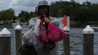 2022 Homosassa scalloping  What you need to be successful short [upl. by Cunningham]