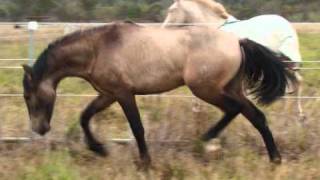 Majestic Spanish Horses  RAYADILLO SG IMP [upl. by Reseta]