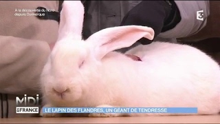 Le Lapin des Flandres un géant de tendresse [upl. by Walke]