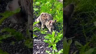 Bengal Cat Exploring 🌱 🔭 🐯 nature [upl. by Yesmar453]