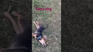 Tame dog  German shepherd dog  viral shorts like share  suscribe [upl. by Agna499]