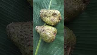 Langka Artocarpus heterophyllus Lam namin sa bukid namunga ng guyabanoAnnona muricata L😂 [upl. by Akirderf]