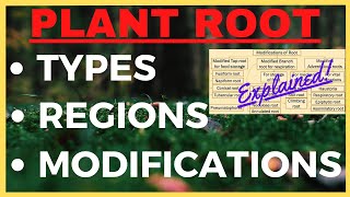 Plant Roots Tap Root Fibrous Root System Modifications Differences  Regions of Plant Root Biology [upl. by Jeaz]