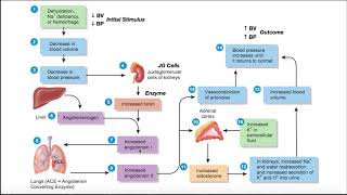 The ReninAngiotensinAldosterone RAAS Pathway EXPLAINED [upl. by Iblok518]