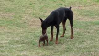 Doberman Puppy Meets The Big One [upl. by Zoltai59]