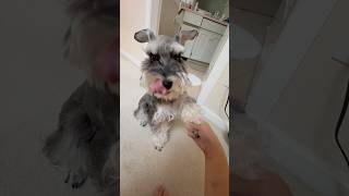 Daily hand massage schnauzer minischnauzer dogshorts puppy funnydog [upl. by Aihsek]