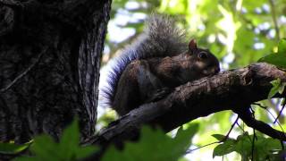 Barred Owl Hunting Eastern Gray Squirrel [upl. by Loretta]