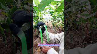 Nature Slingshot Practice diy slingshot outdoorsports sports [upl. by Justina]