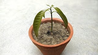 How to grow mango tree from seed  Seed germination process [upl. by Novhaj]