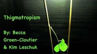 Plant Thigmotropism Time Lapse Video [upl. by Lashoh]