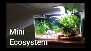 Aquarium Ecosystem Episode 1 The Setup [upl. by Calbert503]