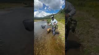 Brown trout Southern Colorado fishing happyfriday trout catchandrelease [upl. by Ylrebmic246]