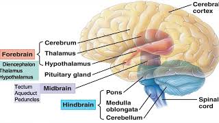 Nervous System Part  2  Brain  Parts of Brain  Cerebrum  Diencephalon  Brainstem  Cerebellum [upl. by Sigsmond]