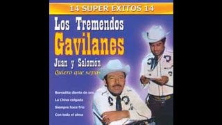 Los Tremendos Gavilanes  Miel Amarga [upl. by Belmonte]