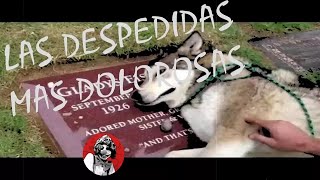 Las Despedidas más dolorosas y desgarradores de animales Las mejores de Oscar Jack [upl. by Odnomra319]