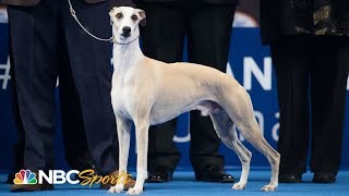 National Dog Show 2018 Best in Show Full Judging  NBC Sports [upl. by Rases]