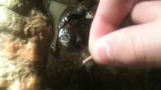 How to hand feed your red eared sliders [upl. by Siegel]