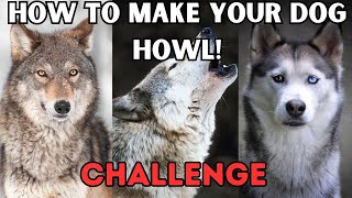 How to make your dog Howl Challenge Dog Howl Test Sounds Guaranteed To Make Your Dog Howl [upl. by Emmi861]