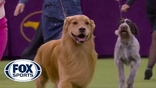 Daniel the golden retriever wins Sporting Group at 2020 Westminster Dog Show  FOX SPORTS [upl. by Clarey]