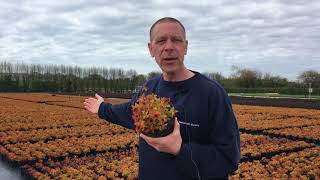 Spiraea Magic Carpet at Farplants [upl. by Raynard]