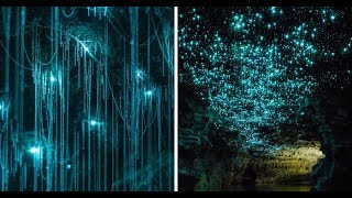 Glow Worms Turn New Zealand Cave Into Starry Night [upl. by Ahsennek]