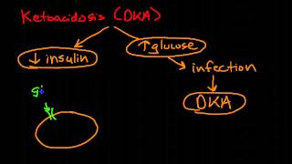 Pathophysiology of Diabetes Mellitus [upl. by Arimat]