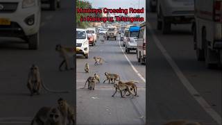 Monkeys Crossing Road shorts animal monkey [upl. by Esiouqrut]