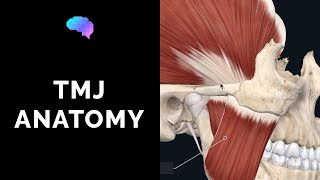 Temporomandibular Joint TMJ Anatomy  3D Anatomy Tutorial  UKMLA  CPSA [upl. by Haymes]