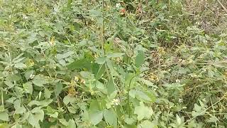 Bidens AlbaBidens PilosaFloridas Edible and Medicinal Pollinator Native Wildflowers [upl. by Erasme]