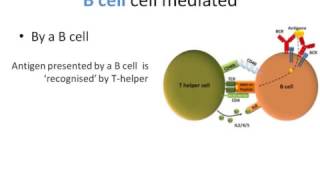 T cells and B cellswmv [upl. by Latreshia821]