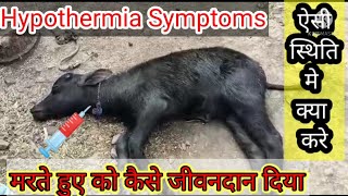 Hypothermia treatment in cattlehypothermia treatment [upl. by Annahtur]