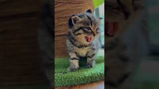 Funny Cat Compilation 🥰cat [upl. by Loralee]