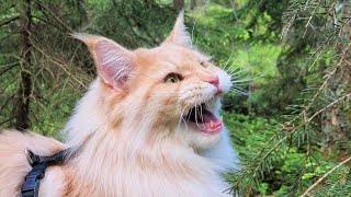 Maine Coon Cat Chirping at Bird [upl. by Atenaz]