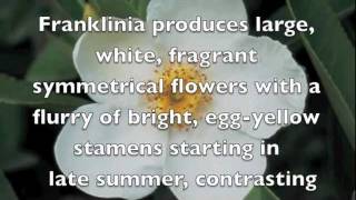 Franklinia [upl. by Pruter682]