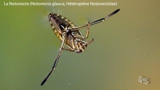 La Notonecte Notonecta glauca Hétéroptère Notonectidae [upl. by Iliam601]